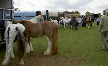 Horses for Trade